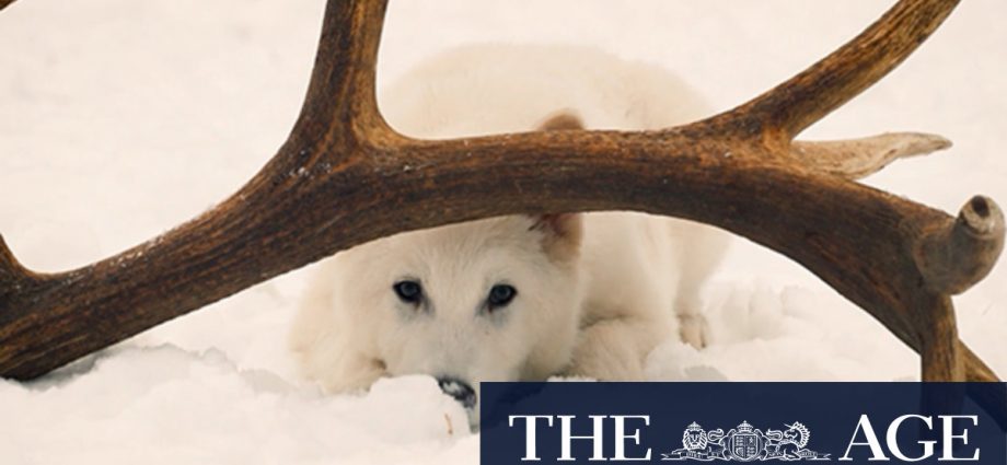 Video: 'De-extinct' - Dire wolves brought back to life