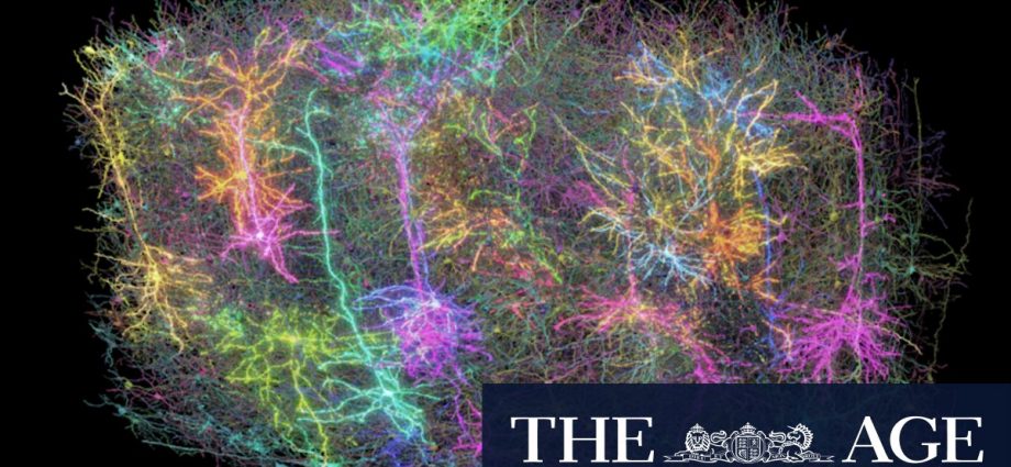 Watching the Matrix lit up this mouse’s brain so much it looked like a galaxy