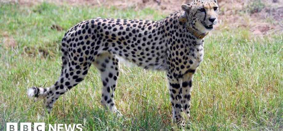 Inquiry against Indian man seen giving water to cheetahs in viral video