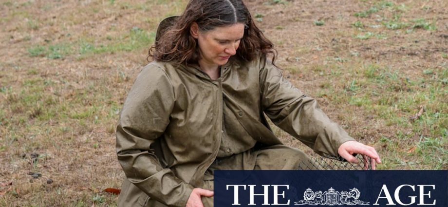 Nillumbik council threatens to remove trees planted by guerrilla gardener