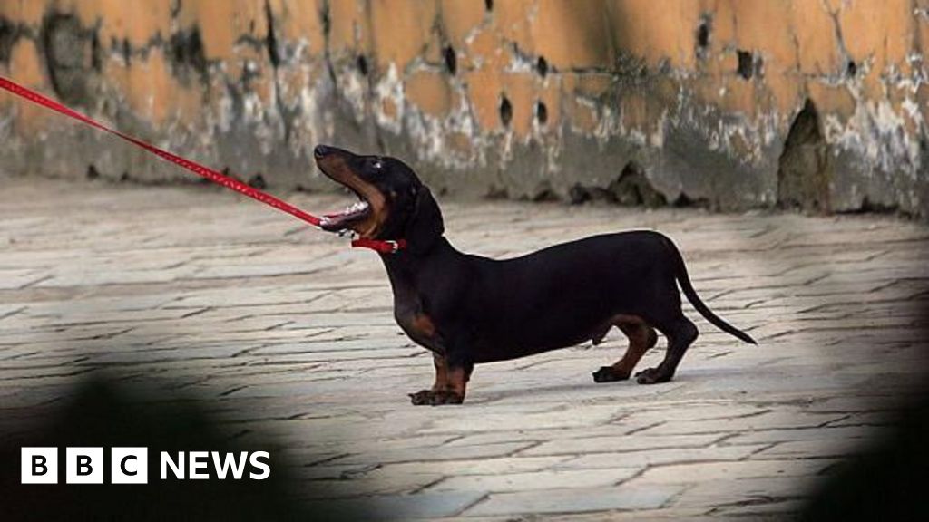 Why not walking your dog could land you in jail