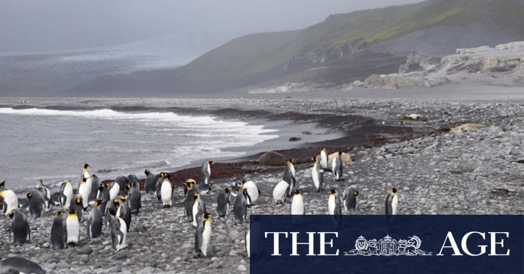 Penguins, seals and polar bears caught in US trade barriers