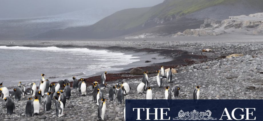 Penguins, seals and polar bears caught in US trade barriers