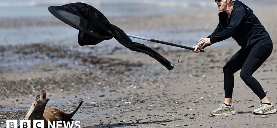 Sick sea lions attacking beachgoers in Southern California