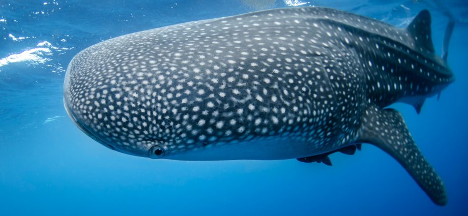 Bitcoin Whales are Back in Force, Buying the BTC Price Rally