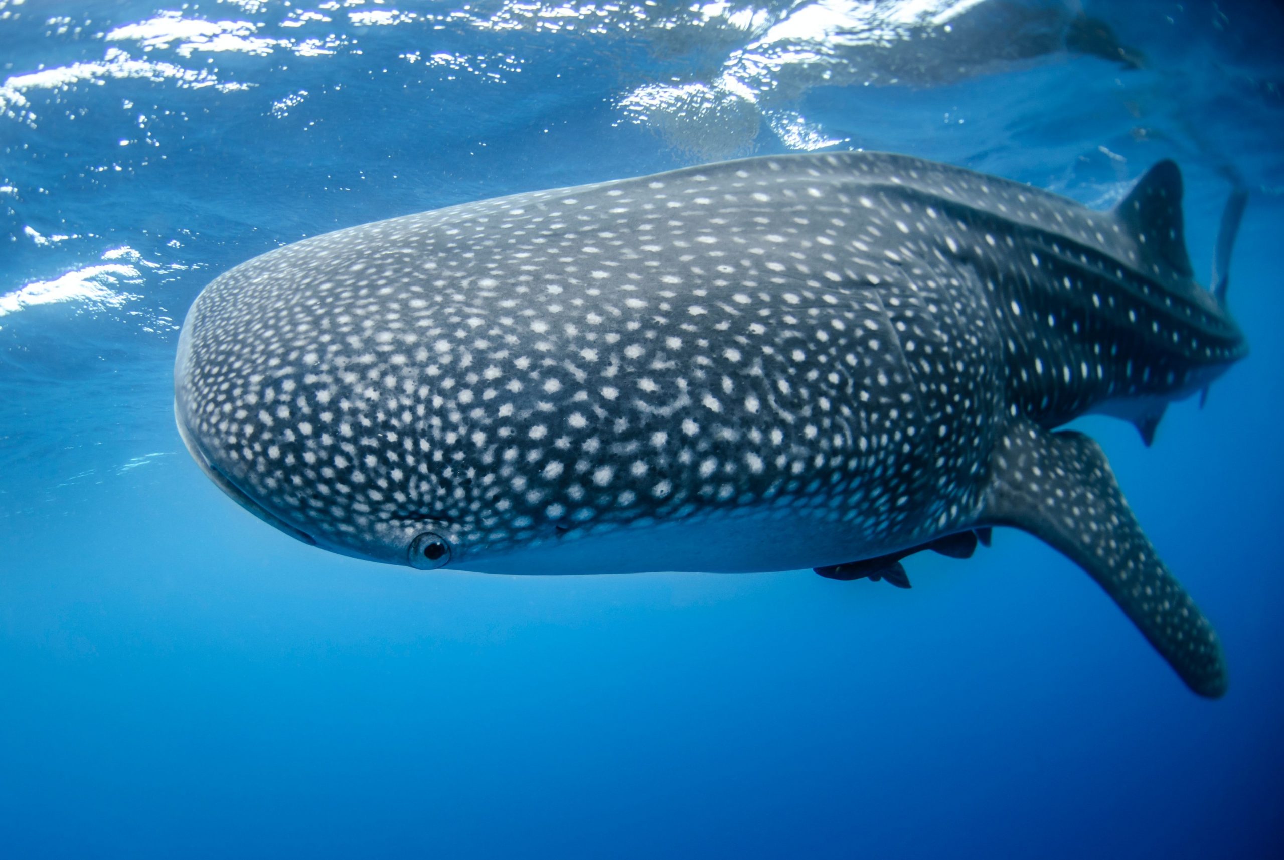 Bitcoin Whales are Back in Force, Buying the BTC Price Rally