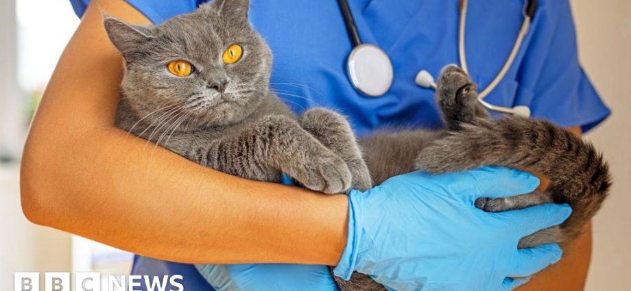 Vets tell BBC they are under 'consistent pressure' to make money