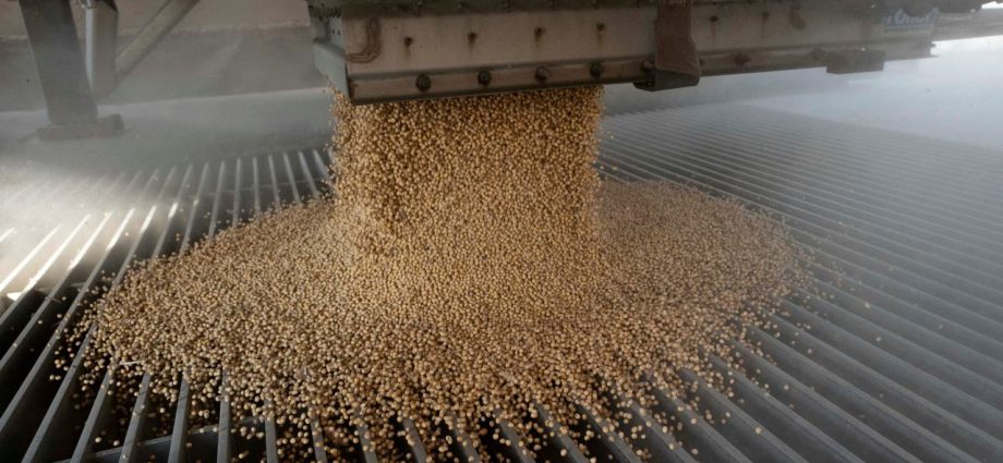 U.S. Farmers Face Steep Drop in China’s Soybean and Pork Buying