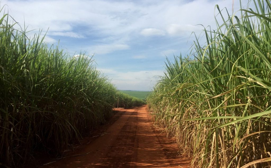 Food Prices Flat in March as Vegetable Oil Increases Offset Falls Elsewhere, UN Says