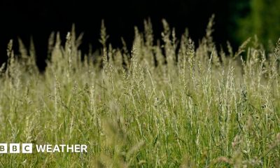 High pollen count causing discomfort for hay fever sufferers