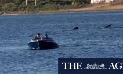 Monster 20-foot shark spotted off US Coast