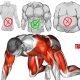 10 Best (Home) Exercises for Building Muscles | No-Equipment Workout with Bodyweight