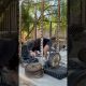 ZERCHER #DEADLIFT n MorE ⚔️🐉 #motivation #viralvideo #fitness #gym #nature #back #spine #athlete