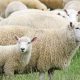 Sheep on a New Zealand farm