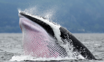 Inside the Crypto Whale Games: How Liquidation Hunting Targets Leveraged Traders