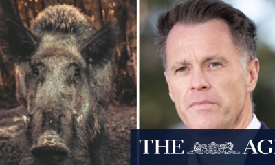 Premier opens the door on feral pig bounties. Now the Shooters’ Party wants a ‘right to hunt’