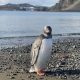 Antarctic treaty under stress as member countries gather in Italy