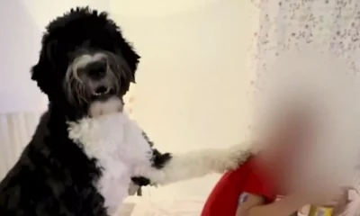 Girl's diabetic alert dog able to detect blood sugar swings before technology can