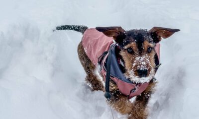 Vet warns pet owners to look out for 7 'serious' cold weather symptoms