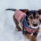 Vet warns pet owners to look out for 7 'serious' cold weather symptoms