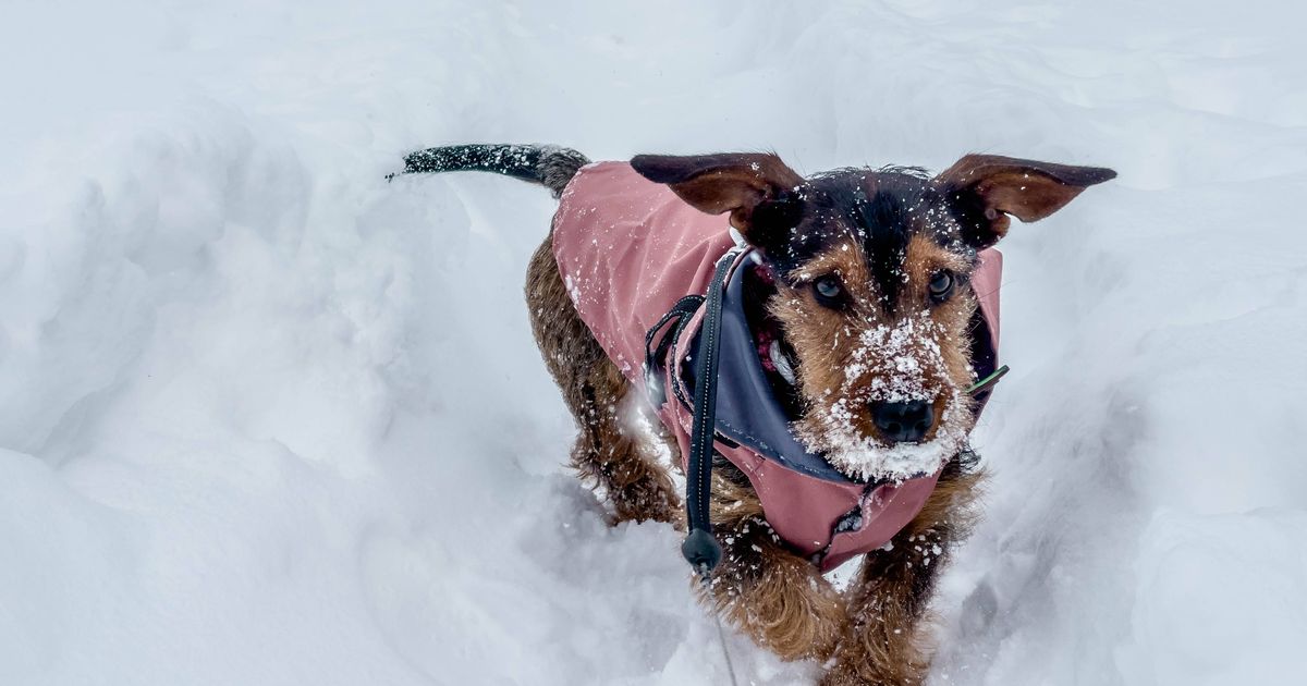 Vet warns pet owners to look out for 7 'serious' cold weather symptoms