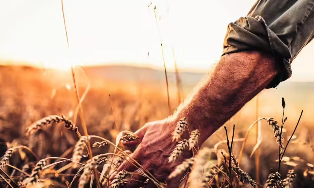 Wheat product export ban likely to be eased after good harvest