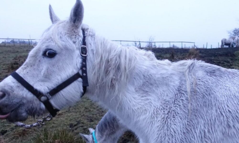 Lifetime ban for Bolton horse owner who failed to care for six mares