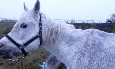 Lifetime ban for Bolton horse owner who failed to care for six mares
