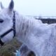 Lifetime ban for Bolton horse owner who failed to care for six mares