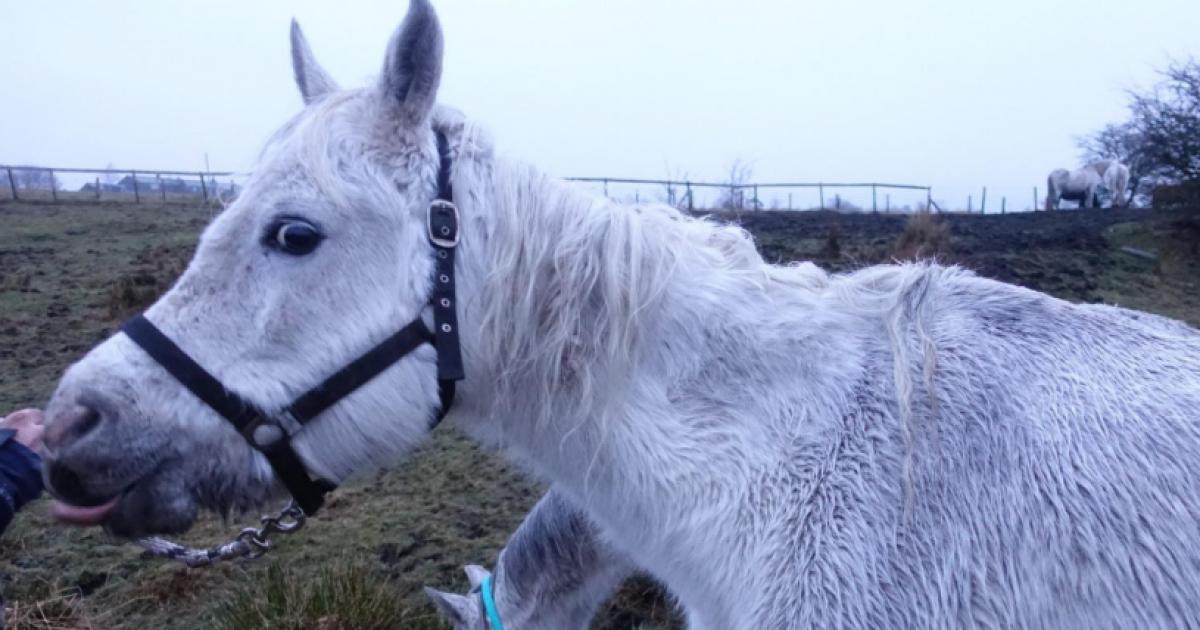 Lifetime ban for Bolton horse owner who failed to care for six mares