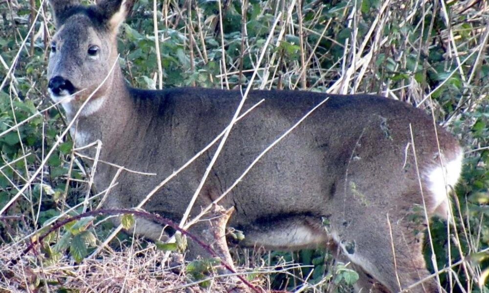 Wildlife flourishes along historic Bolton and Bury Canal