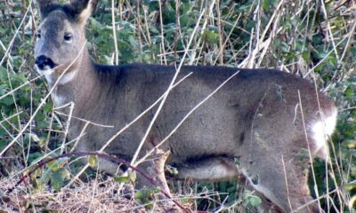 Wildlife flourishes along historic Bolton and Bury Canal