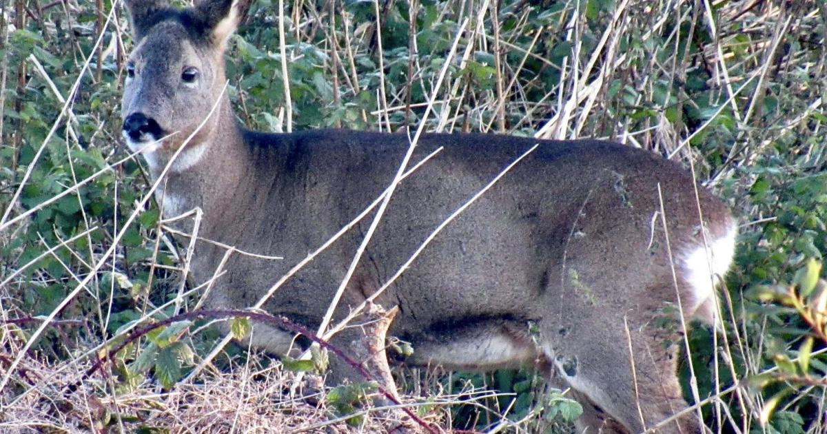 Wildlife flourishes along historic Bolton and Bury Canal