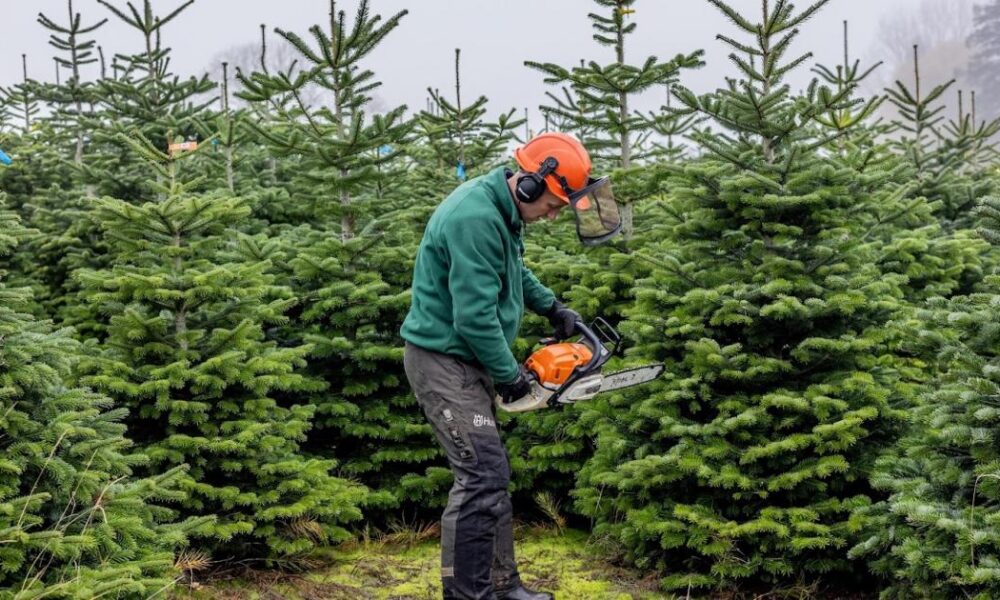 Where to get Christmas trees from in and around Darlington