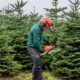 Where to get Christmas trees from in and around Darlington