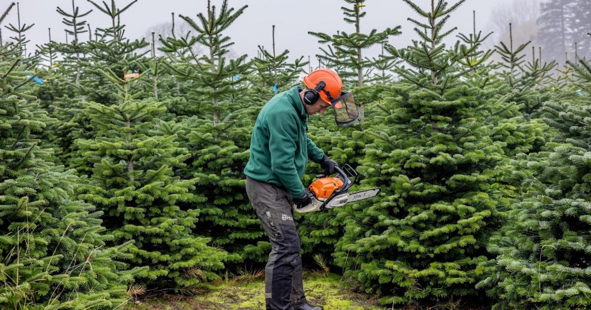 Where to get Christmas trees from in and around Darlington