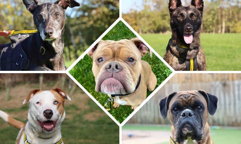 Five Dogs Trust Darlington dogs looking for home this winter