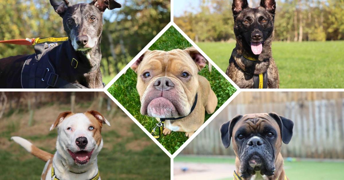 Five Dogs Trust Darlington dogs looking for home this winter
