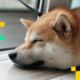 Dogecoin Beats the Blue Chips as D.O.G.E Calls it Quits