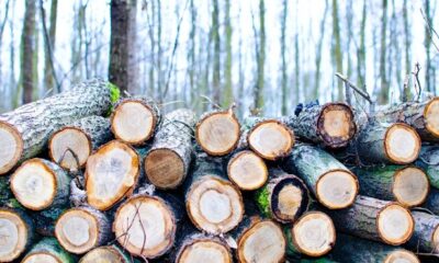 Yorkshire timber group with 1,150 employees across the UK calls in administrators