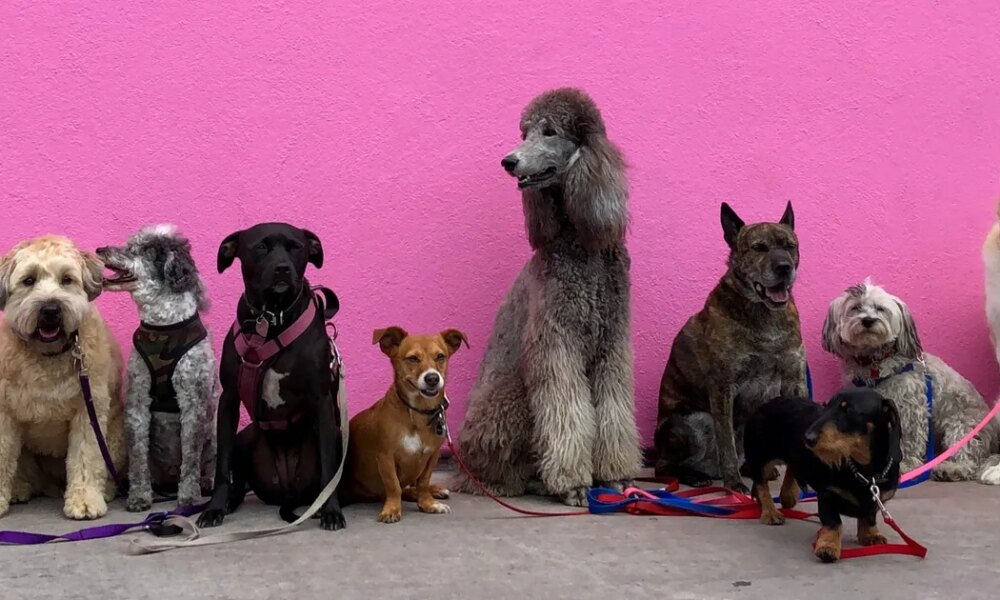 Study Names Dogs With The Most (And Least) Wolf DNA