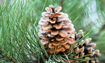 Pine Scent May Boost Your Mood, But Only In Some Contexts