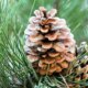 Pine Scent May Boost Your Mood, But Only In Some Contexts
