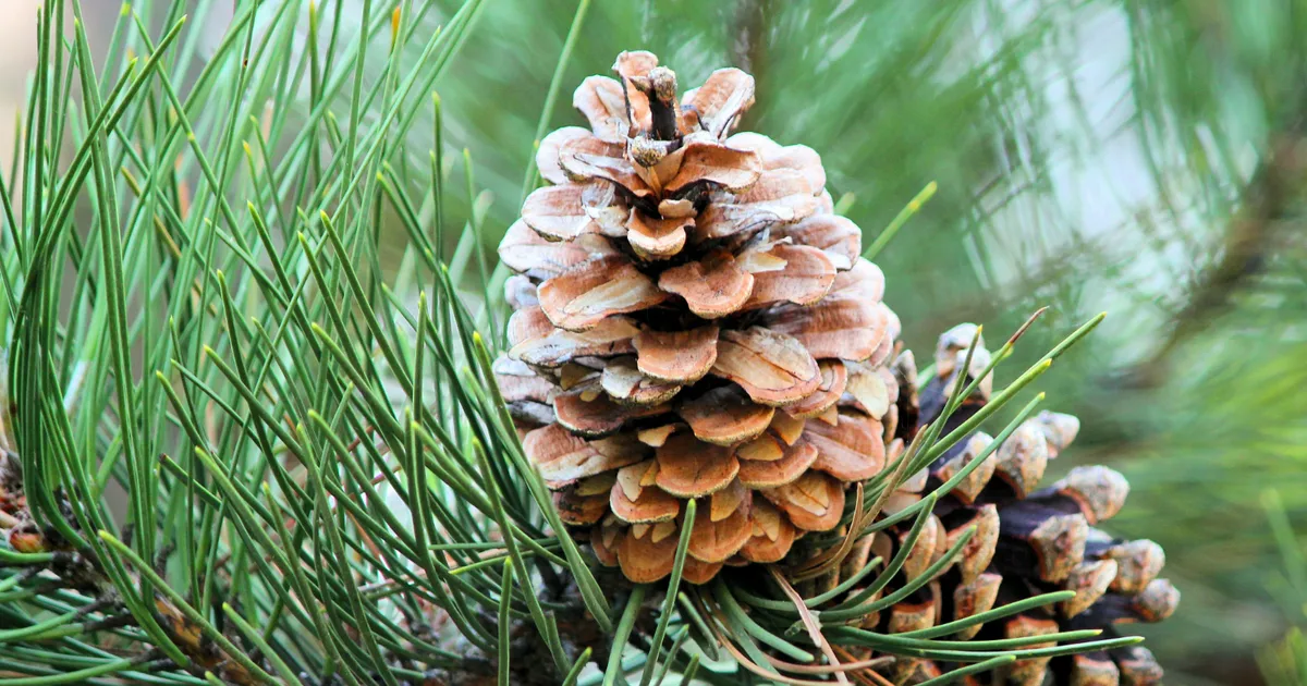 Pine Scent May Boost Your Mood, But Only In Some Contexts