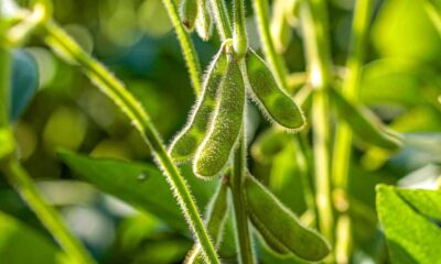 Soybean Losses Continue on Thursday