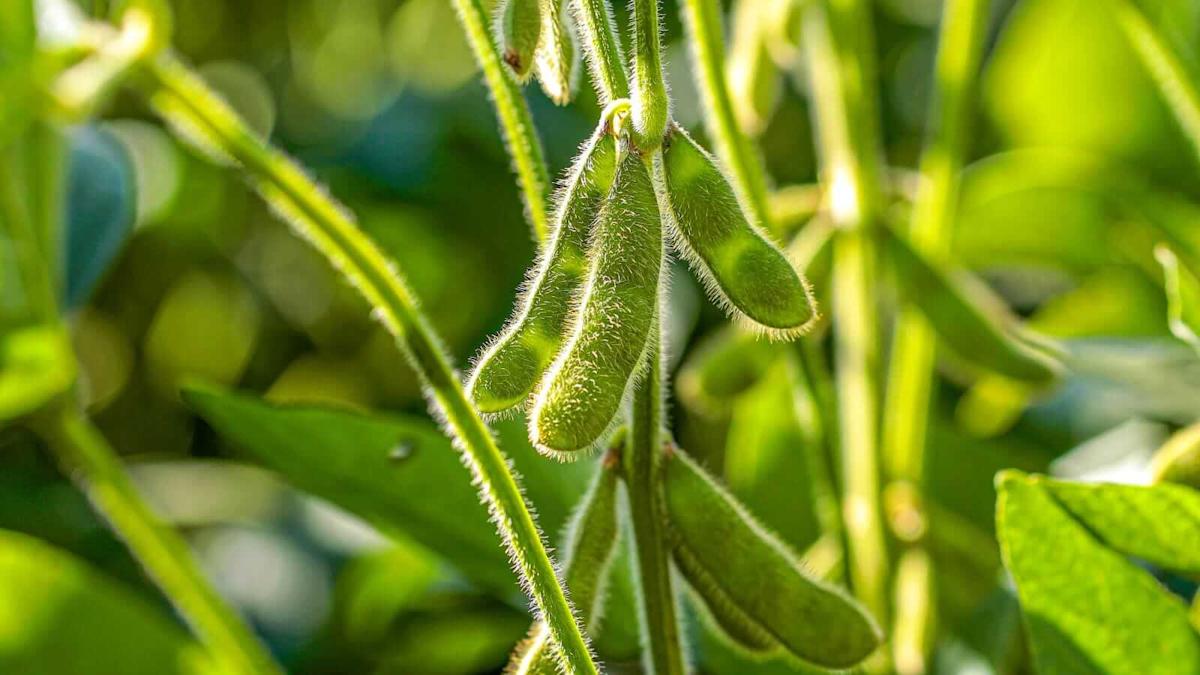 Soybean Losses Continue on Thursday