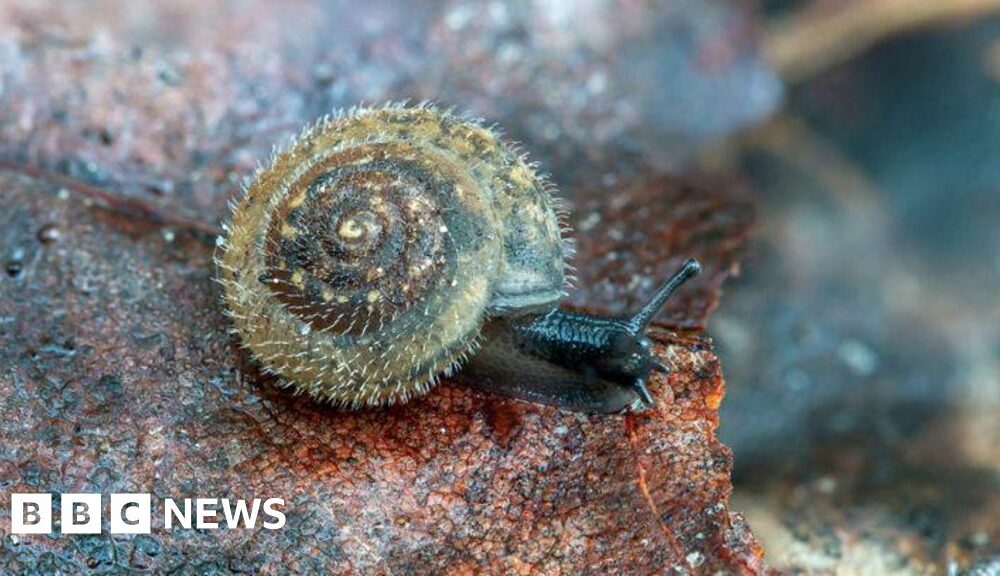 Conservationists unite to save London’s rare 'German' hairy snail