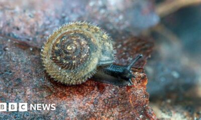 Conservationists unite to save London’s rare 'German' hairy snail