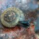 Conservationists unite to save London’s rare 'German' hairy snail