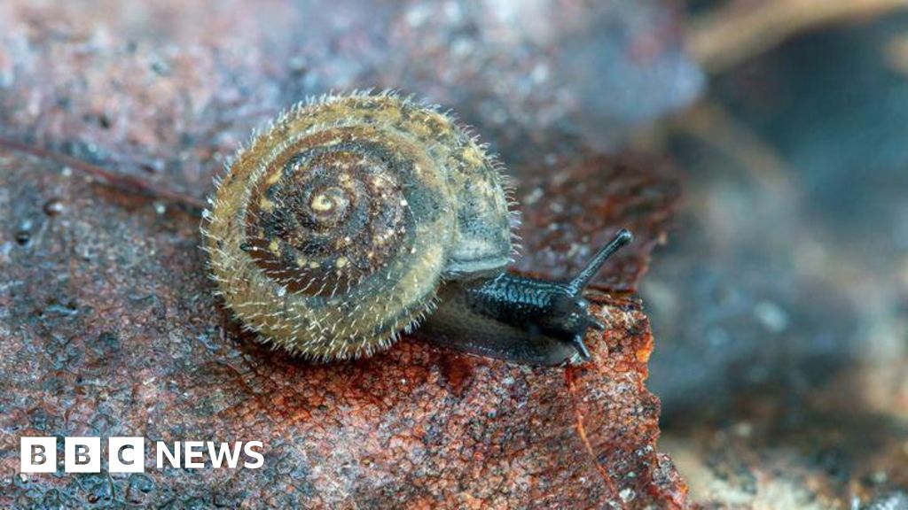 Conservationists unite to save London’s rare 'German' hairy snail